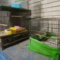 قفس قناری سالم|لوازم جانبی حیوانات|اصفهان, پوریای ولی|دیوار