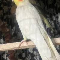 2 عدد عروس هلندی نر|پرنده|رودسر, |دیوار