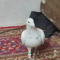 پرشی به شرط زدو خورد|پرنده|سبزوار, خسروجرد|دیوار