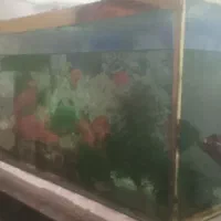اکواریوم