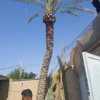 بریدن نخل حرس نخل سمپاشی نخل درآوردن ریش نخل|خدمات باغبانی و درختکاری|اهواز, نادری|دیوار