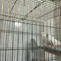 پرنده سرای آسمان|پرنده|آذرشهر, |دیوار