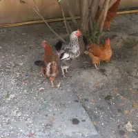 مرغ تخم گزار