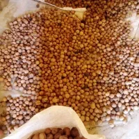 گردو خوانسار