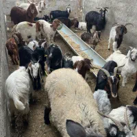 نر بره و بزغاله|حیوانات مزرعه|شاهرود, |دیوار