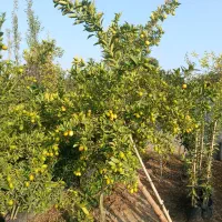 فروش یکجا نهال مرکبات حراج  باردار غیر باردار یکجا