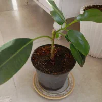 گل فیکوس فروشی|گل و گیاه طبیعی|جوین, |دیوار