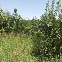 باغچه آماده ساخت