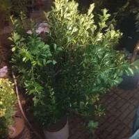 گل و گیاه تزیینی|گل و گیاه طبیعی|کرج, کیانمهر|دیوار