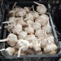 سیر درشت