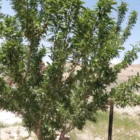 فروش یا معاوضه زمین کشاورزی|فروش دفتر صنعتی، کشاورزی، تجاری|دماوند, دماوند|دیوار