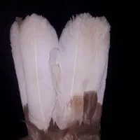 سرخ دم سفید|پرنده|مبارکه, |دیوار