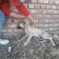 سگ های سراب و عراقی