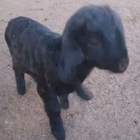 سلام فروش یک عدد کهره شیری شهرستان پاسارگاد