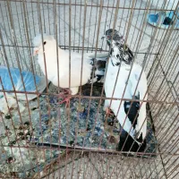 4 عدد کفتر (کبوتر) مناسب نو بازی|پرنده|تربت‌حیدریه, شهرک ولیعصر|دیوار