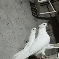 کبوتر سفید چش نوک سفید