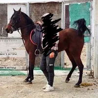 اسب مادیان کرد|اسب و تجهیزات اسب‌سواری|اردبیل, |دیوار