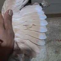 کله ای شهری|پرنده|بندر ماهشهر, |دیوار