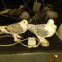 پشت طاووسی