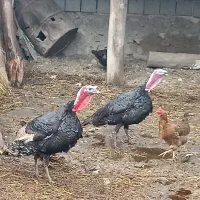 بوقلمون