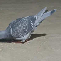 سبز پولکی جوجه