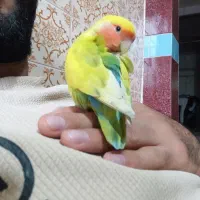 طوطی برزیلی گم شده