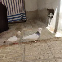 طوق سبز نر سینه سوسنی ماده