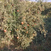 فروش انار|خوردنی و آشامیدنی|میبد, |دیوار