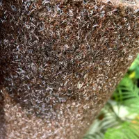 پادری اسفنجی و اسکاچی|پادری|گرگان, |دیوار