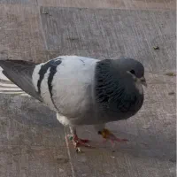 کفتر شهری بدرنگ سبز|پرنده|ارسنجان, |دیوار