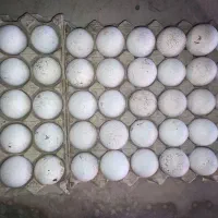 تخم بوقلمون