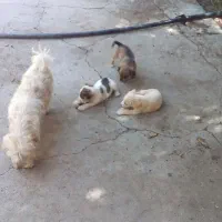 توله اشپیدر