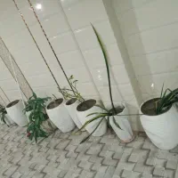 فروش ۱۲ عدد گلدان با خاک به علت کمبود جا