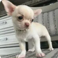 سگهای خونگی سایز ریز