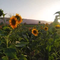 زمین مسکونی