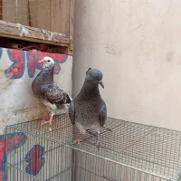 جوجه کفتر پرشی