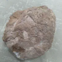 سنگ فسیل|کلکسیون اشیاء عتیقه|سبزوار, قائم|دیوار