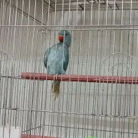 ملنگو رنگی و خورشیدی|پرنده|عباسآباد, |دیوار