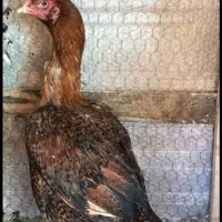 تخم مرغ لاری|حیوانات مزرعه|زاهدان, |دیوار