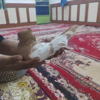 کبوتر