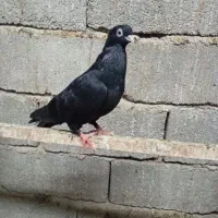 کبوتر کله ای وسیاه