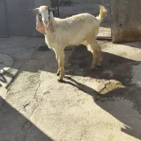 بزغاله نر ماده|حیوانات مزرعه|سنقر, |دیوار