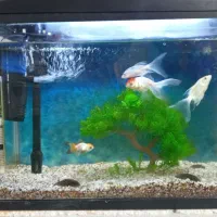 اکواریوم سایزمتوسط باتمام امکانات داخل