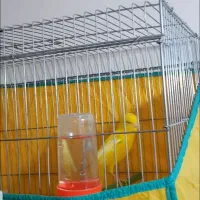 قناری طلایی|پرنده|بهبهان, |دیوار