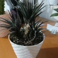 گلهای کاکتوس|گل و گیاه طبیعی|رشت, توشیبا|دیوار