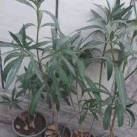 گل خانگی خرزهره بیدی بنفش قاشقی