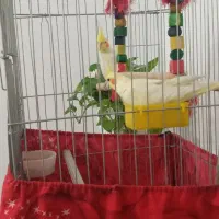 عروس هلندی ماده لوتینو با قفس