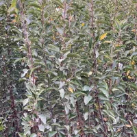 نهال پر کیفت و با تضمین|خدمات باغبانی و درختکاری|سنگر, |دیوار