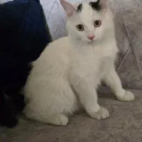 گربه فوق العاده دستی و مهربون|گربه|خمینی‌شهر, |دیوار