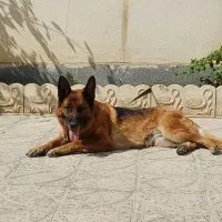 واگذاری ژرمن